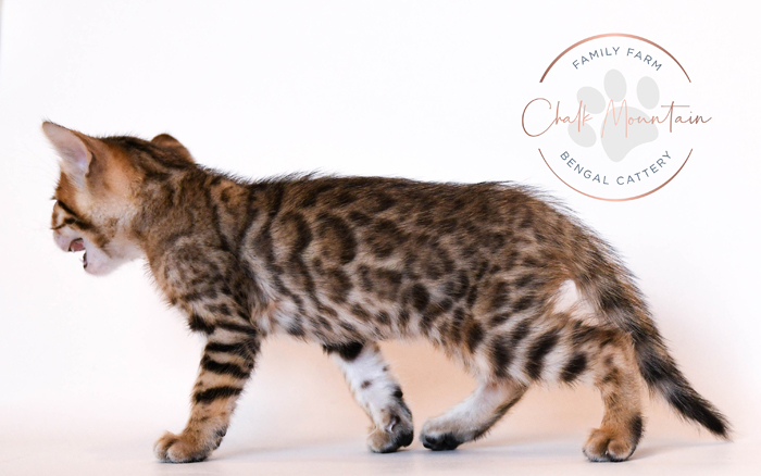 Bengal kitten for sale